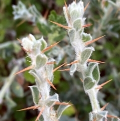 Sclerolaena birchii (Galvinised Burr) at Gunderbooka, NSW - 25 Jun 2024 by Tapirlord