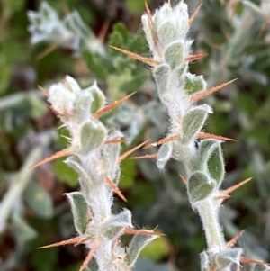 Sclerolaena birchii at Gunderbooka, NSW - 25 Jun 2024