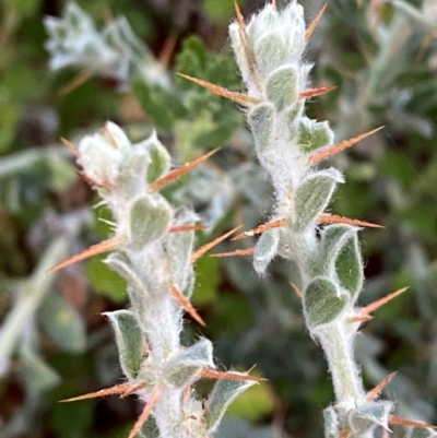 Sclerolaena birchii (Galvinised Burr) at Gunderbooka, NSW - 25 Jun 2024 by Tapirlord