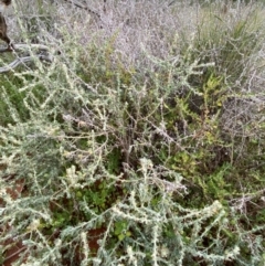 Sclerolaena birchii at Gunderbooka, NSW - 25 Jun 2024