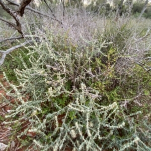 Sclerolaena birchii at Gunderbooka, NSW - 25 Jun 2024