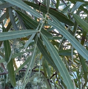 Atalaya hemiglauca at Gunderbooka, NSW - 25 Jun 2024