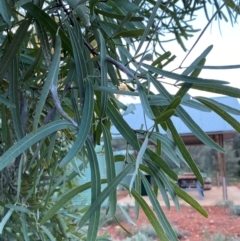 Atalaya hemiglauca at Gunderbooka, NSW - 25 Jun 2024