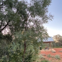 Atalaya hemiglauca at Gunderbooka, NSW - 25 Jun 2024 05:12 PM