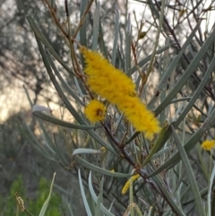 Acacia brachystachya at Gunderbooka, NSW - 25 Jun 2024 by Tapirlord