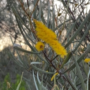 Acacia brachystachya at Gunderbooka, NSW - 25 Jun 2024 05:08 PM