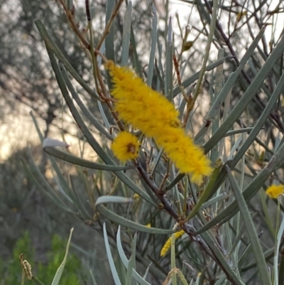 Acacia brachystachya (Umbrella Mulga, Turpentine Mulga) at Gunderbooka, NSW - 25 Jun 2024 by Tapirlord