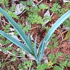 Dianella longifolia subsp. longifolia (Blueberry Lily) at Gunderbooka, NSW - 25 Jun 2024 by Tapirlord