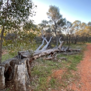 Eucalyptus populnea at Gunderbooka, NSW - 25 Jun 2024