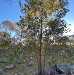 Eucalyptus populnea at Gunderbooka, NSW - 25 Jun 2024