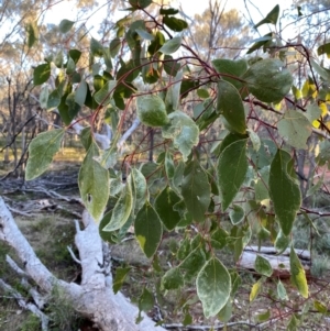 Eucalyptus populnea at Gunderbooka, NSW - 25 Jun 2024