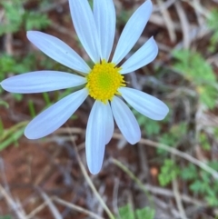 Brachyscome ciliaris var. ciliaris at Gunderbooka, NSW - 25 Jun 2024 by Tapirlord