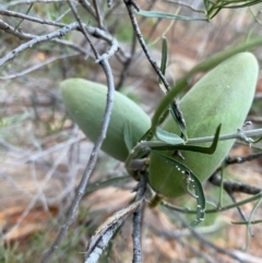 Leichhardtia australis (Native pear, Bush banana) at Gunderbooka, NSW - 25 Jun 2024 by Tapirlord