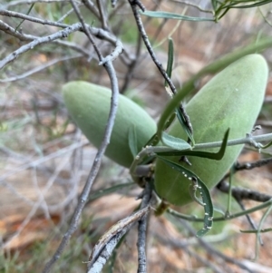 Leichhardtia australis at Gunderbooka, NSW - 25 Jun 2024