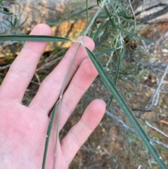 Leichhardtia australis at Gunderbooka, NSW - 25 Jun 2024