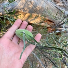 Leichhardtia australis at Gunderbooka, NSW - 25 Jun 2024 04:37 PM