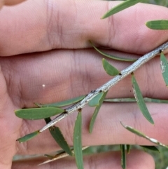 Acacia excelsa (Ironwood) at Gunderbooka, NSW - 25 Jun 2024 by Tapirlord