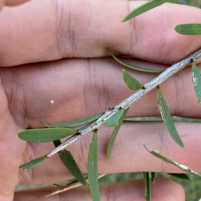 Acacia excelsa (Ironwood) at Gunderbooka, NSW - 25 Jun 2024 by Tapirlord