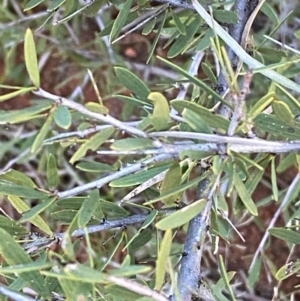 Acacia excelsa at Gunderbooka, NSW - 25 Jun 2024 04:35 PM