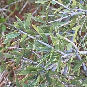 Acacia excelsa at Gunderbooka, NSW - 25 Jun 2024 04:35 PM