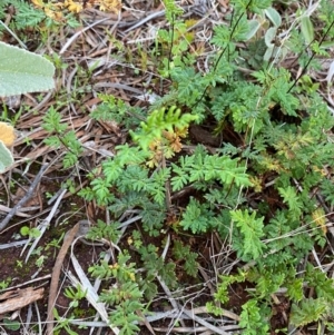 Cheilanthes sieberi subsp. sieberi at Gunderbooka, NSW - 25 Jun 2024