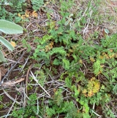 Cheilanthes sieberi subsp. sieberi at Gunderbooka, NSW - 25 Jun 2024 04:34 PM