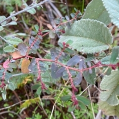 Euphorbia sp. at Gunderbooka, NSW - 25 Jun 2024 by Tapirlord