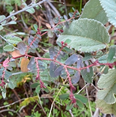 Euphorbia sp. at Gunderbooka, NSW - 25 Jun 2024 by Tapirlord