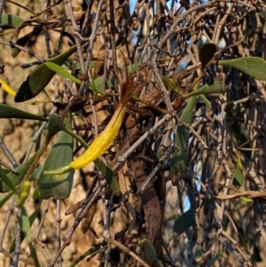 Lysiana subfalcata at Gunderbooka, NSW - 25 Jun 2024 04:30 PM