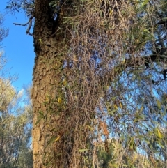 Lysiana subfalcata at Gunderbooka, NSW - 25 Jun 2024 04:30 PM