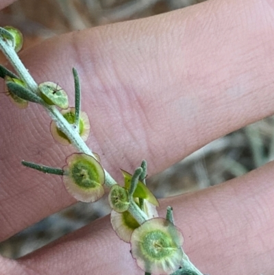 Maireana villosa (Silky Bluebush) at Gunderbooka, NSW - 25 Jun 2024 by Tapirlord