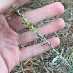 Maireana villosa at Gunderbooka, NSW - 25 Jun 2024