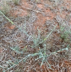 Maireana villosa at Gunderbooka, NSW - 25 Jun 2024 04:29 PM