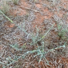 Maireana villosa at Gunderbooka, NSW - 25 Jun 2024