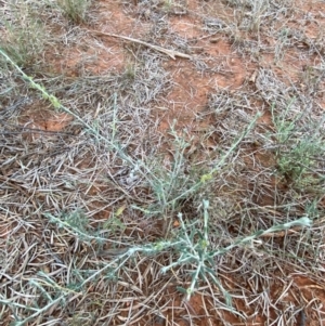 Maireana villosa at Gunderbooka, NSW - 25 Jun 2024