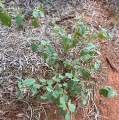 Hibiscus sturtii (Sturt's Hibiscus) at Gunderbooka, NSW - 25 Jun 2024 by Tapirlord