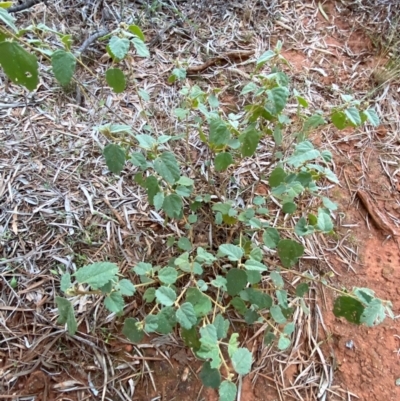 Hibiscus sturtii (Sturt's Hibiscus) at Gunderbooka, NSW - 25 Jun 2024 by Tapirlord