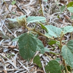 Hibiscus sturtii at Gunderbooka, NSW - 25 Jun 2024