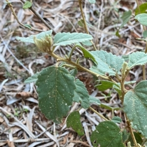 Hibiscus sturtii at Gunderbooka, NSW - 25 Jun 2024 04:27 PM