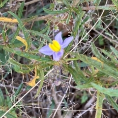 Solanum ferocissimum (Spiny Potato-Bush) at Gunderbooka, NSW - 25 Jun 2024 by Tapirlord