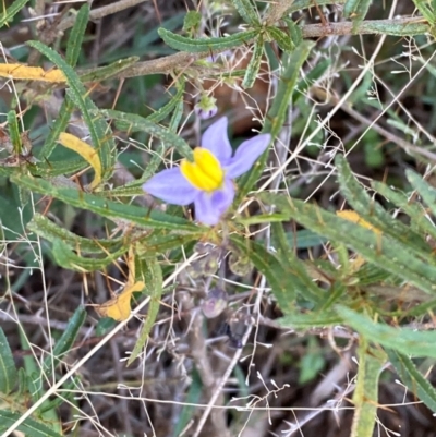 Solanum ferocissimum (Spiny Potato-Bush) at Gunderbooka, NSW - 25 Jun 2024 by Tapirlord