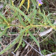 Solanum ferocissimum at Gunderbooka, NSW - 25 Jun 2024