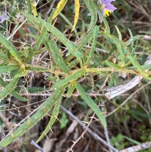 Solanum ferocissimum at Gunderbooka, NSW - 25 Jun 2024