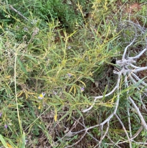 Solanum ferocissimum at Gunderbooka, NSW - 25 Jun 2024