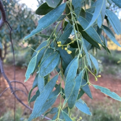 Santalum lanceolatum (Northern Sandalwood) at Gunderbooka, NSW - 25 Jun 2024 by Tapirlord