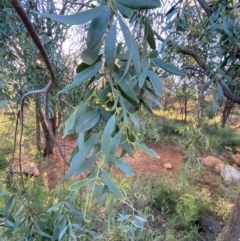Santalum lanceolatum at Gunderbooka, NSW - 25 Jun 2024 04:24 PM