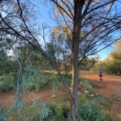 Santalum lanceolatum at Gunderbooka, NSW - 25 Jun 2024 04:24 PM