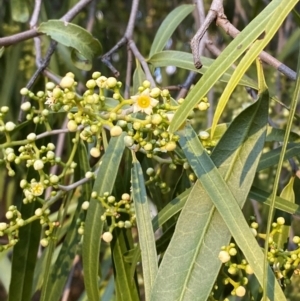 Geijera parviflora at Gunderbooka, NSW - 25 Jun 2024