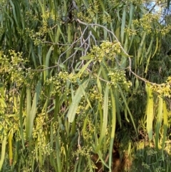 Geijera parviflora at Gunderbooka, NSW - 25 Jun 2024