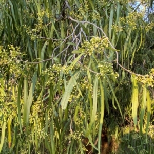 Geijera parviflora at Gunderbooka, NSW - 25 Jun 2024 04:24 PM